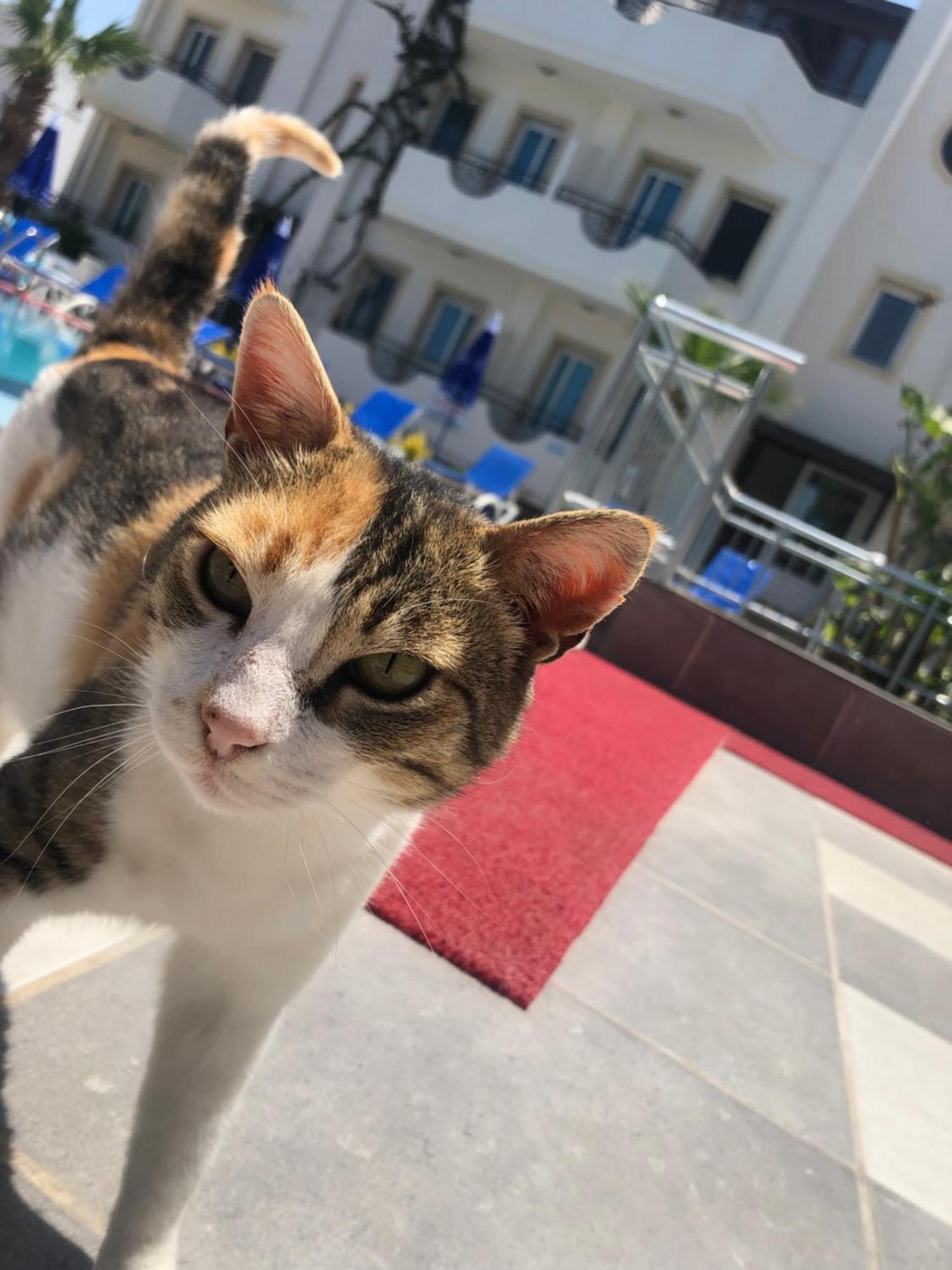 Palmiye Apart Otel Bodrum Exteriör bild